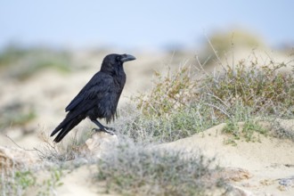 Raven (Corvus corax) cliffs, Fuerteventura, Spain