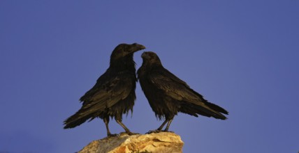 Common raven (Corvus corax), semi-desert, Fuerteventura, Spain