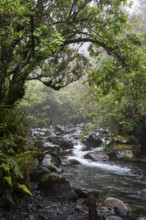 The Kapuni Stream river in the Dawson Falls area, with trees and ferns. Egmont National Park,