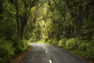 Road to North Egmont Visitor Centre. Forest with gnarled trees, mosses, ferns and lichens. Egmont