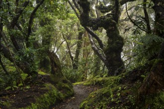 Forest path, gnarled tree, mosses, ferns, lichens. Egmont National Park, Taranaki Region, North