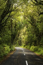 Road to North Egmont Visitor Centre. Forest with gnarled trees, mosses, ferns and lichens. Egmont