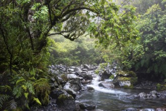 The Kapuni Stream river in the Dawson Falls area, with trees and ferns. Egmont National Park,