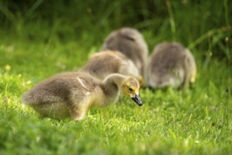 Canada goose (Branta canadensis), chicks in a meadow. Lake Mangamahoe, North Island, New Zealand