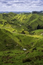 Hilly landscape with meadows along State Highway 43 (SH 43), also known as the Forgotten World