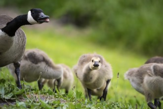 Canada goose (Branta canadensis) and chicks in a meadow. Lake Mangamahoe, North Island, New Zealand