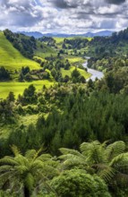 Piriaka Lookout, views of the countryside with meadows, hills, trees, ferns and the Whanganui River