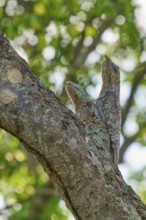 In the sunlight, a bird with a young bird rests on a tree trunk, framed by green foliage, giant day