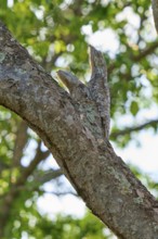 Bird with juvenile perfectly camouflaged on a tree trunk in the midst of summer greenery, giant day