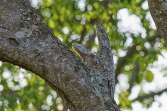 A well camouflaged bird with juvenile resting on a tree trunk with green foliage in the background,