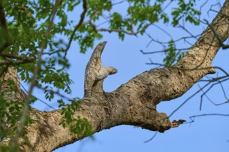 Bird with juvenile on a high branch, subtly camouflaged against the blue sky and green leaves,