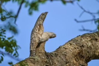 Well camouflaged bird with juvenile on a tree branch, melting into the bark under a blue sky, giant