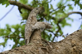 Bird with juvenile camouflaged on a branch, blending into the bark, with green foliage in the