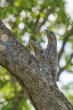 A bird with young bird camouflaged on a tree trunk in the sunlight, framed by green foliage, giant