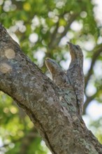 Bird with juvenile perfectly camouflaged on a tree trunk in the sunlight, giant day dormouse