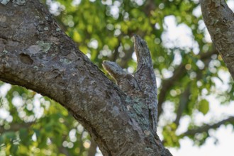The bird with juvenile melts into the tree bark under dense, green leaves, giant day dormouse