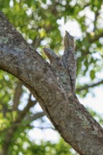 A bird with young bird sits well camouflaged on a tree trunk surrounded by green leaves, giant day