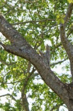 A well camouflaged bird with juvenile sits high in a tree with green foliage all around, giant day