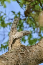 Bird with young bird on a tree branch, seemingly invisible due to its camouflage, under sunlight,