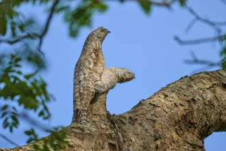 Bird with juvenile camouflaged on a branch with blue sky in the background, surrounded by leaves,