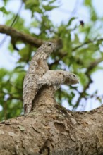 Camouflage birds Bird with young bird on a tree branch, barely visible against the bark, surrounded