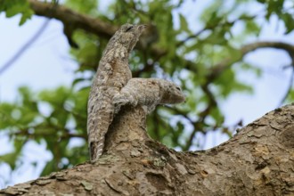 Bird with young bird perfectly camouflaged on a tree in front of a clear sky, giant day dormouse
