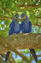 Two Hyacinth Macaws interacting on a branch, surrounded by vivid green leaves, Hyacinth Macaw