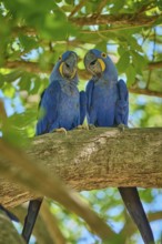 Two blue parrots sitting on a branch in a tropical environment full of green leaves, Hyacinth Macaw