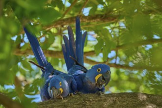 Two peaceful Hyacinth Macaws on a branch, surrounded by fresh green foliage in a tropical