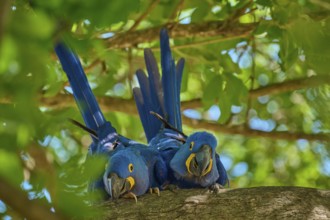 Two Hyacinth Macaws on a tree branch, embedded in a natural, green environment, Hyacinth Macaw