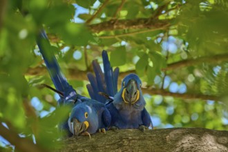 Two Hyacinth Macaws enjoying the surroundings on a tree branch, surrounded by green canopy,
