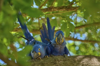 Two Hyacinth Macaws on a tree branch, surrounded by bright, sunny jungle foliage, Hyacinth Macaw