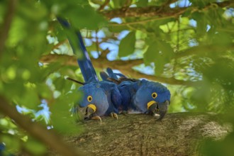 Two Hyacinth Macaws resting close together on a branch, Hyacinth Macaw (Anodorhynchus
