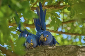 Two Hyacinth Macaws on a tree branch, surrounded by green foliage and tropical atmosphere, Hyacinth