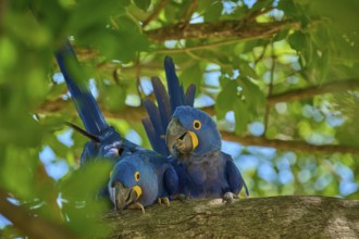 Two relaxed Hyacinth Macaws resting on a branch, surrounded by light-coloured foliage and blue,