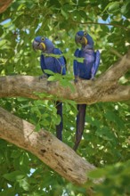Two Hyacinth Macaws sitting attentively on a tree branch, Hyacinth Macaw (Anodorhynchus
