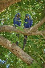 Two Hyacinth Macaws showing affectionate behaviour on a tree, Hyacinth Macaw (Anodorhynchus