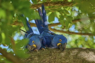 Two Hyacinth Macaws on a branch, surrounded by green leaves and bright daylight, Hyacinth Macaw
