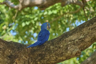 A blue hyacinth macaw sits patiently on a thick branch, Hyacinth Macaw (Anodorhynchus