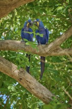 Two Hyacinth Macaws sitting on a tree and gently touching their beaks, Hyacinth Macaw