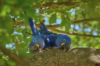 Two Hyacinth Macaws sitting next to each other on a branch, surrounded by sunlit leaves, Hyacinth