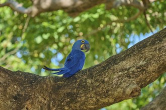 A Hyacinth Macaw sitting on a branch surrounded by light-coloured foliage, Hyacinth Macaw