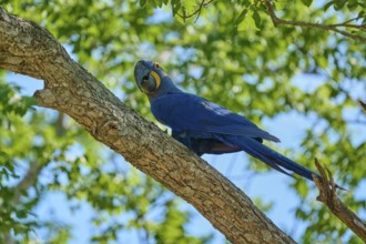 A blue macaw sits alone on a branch, in the background the vastness of the sky is visible through
