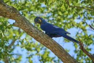 Blue Hyacinth Macaw sitting on a tree branch with sunny background, Hyacinth Macaw (Anodorhynchus