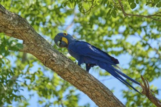 A blue macaw sits on a high branch, surrounded by leafy branches and tropical atmosphere, Hyacinth