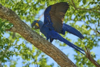 A blue macaw spreads its wings on a branch, embedded in a tropical environment, Hyacinth Macaw