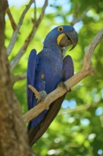 A blue macaw on a branch, surrounded by lush green leaves in a tropical environment, Hyacinth Macaw