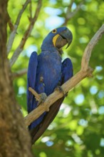 A blue macaw sits on a branch surrounded by dense green leaves in a tropical setting, Hyacinth