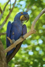 A blue macaw perched on a branch, surrounded by vivid green leaves, in a tropical setting, Hyacinth
