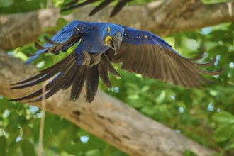 A Hyacinth Macaw flies dynamically through the canopy with outstretched wings, Hyacinth Macaw